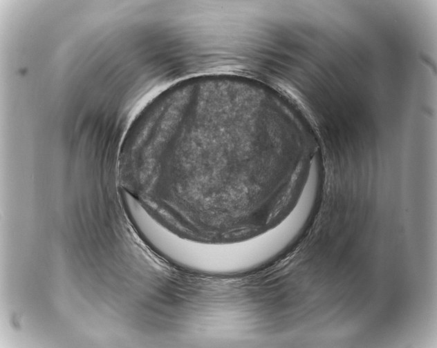 X0000099381324200805291120