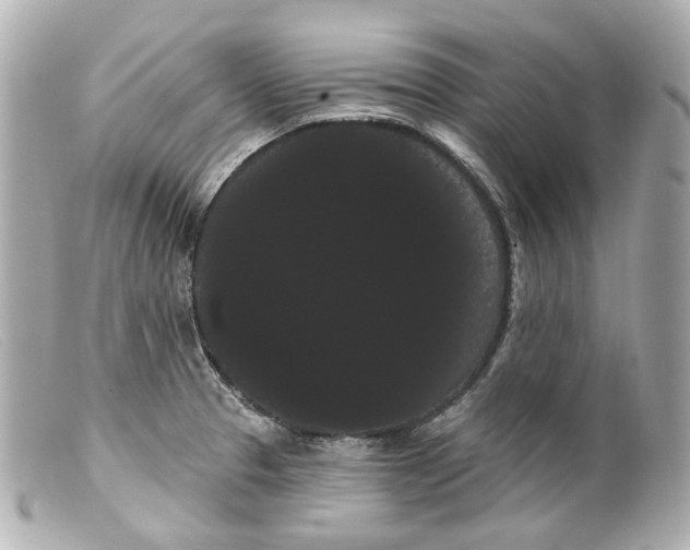 X0000099381329200805291120