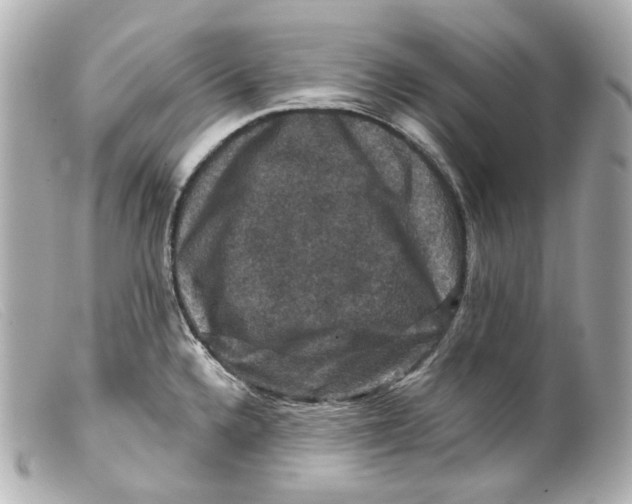 X0000099381336200805291120