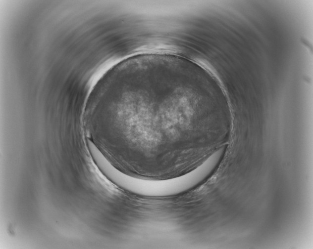 X0000099381344200805291121