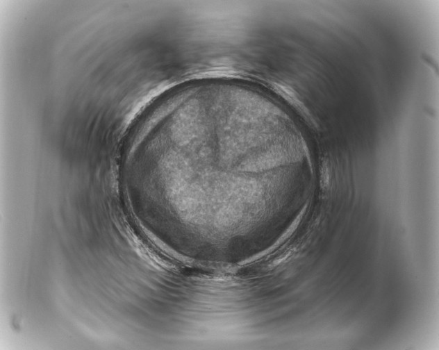 X0000099381356200805291120