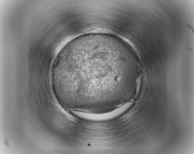 X0000099381375200805291119