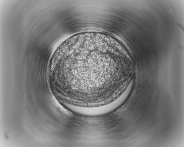 X0000099381379200805291119