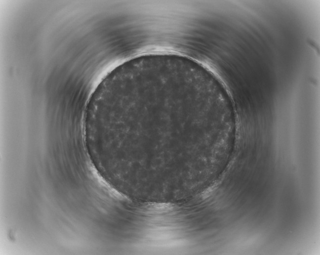 X0000099381382200805291119