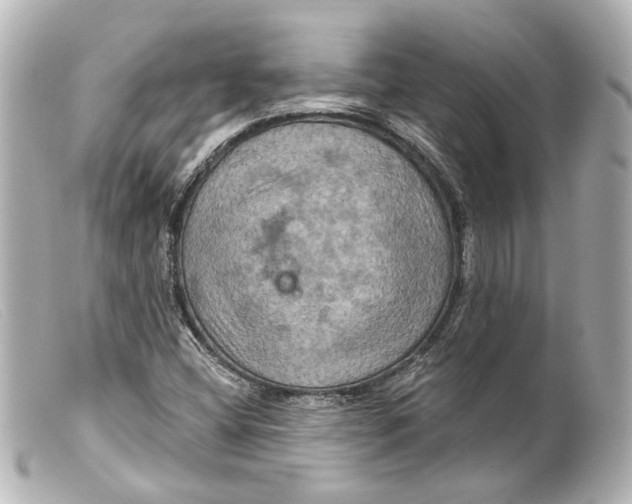 X0000099381404200805291119