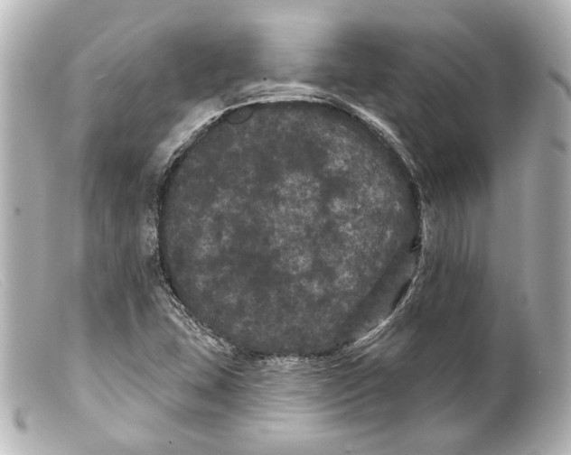 X0000099381407200805291119