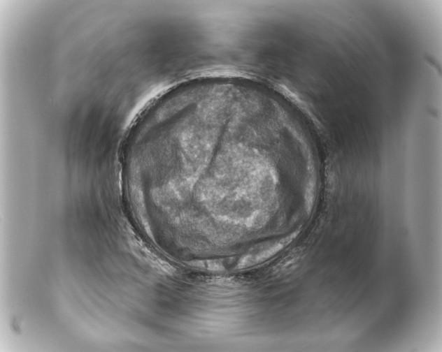 X0000099381408200805291119