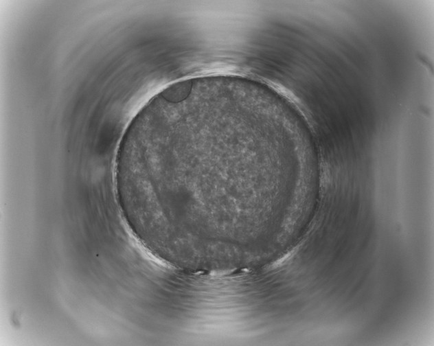 X0000099381423200805291119