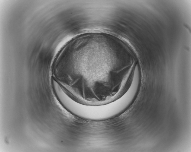 X0000099381424200805291119