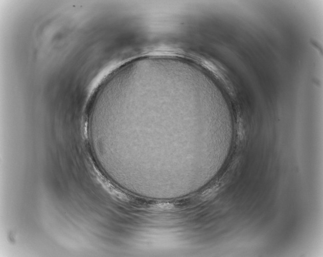 X0000099381462200805291118