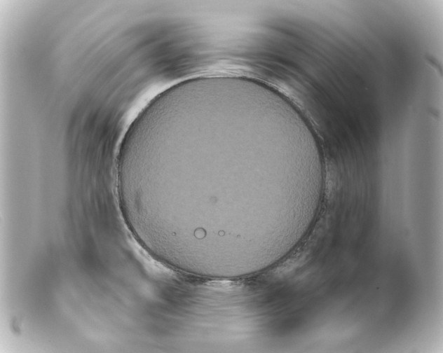 X0000099381478200805291118