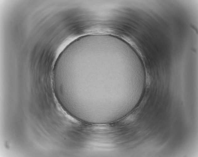 X0000099381486200805291118