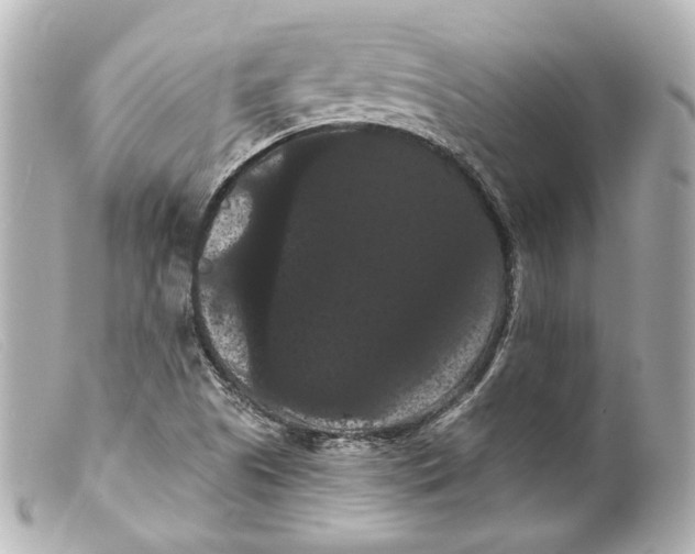 X0000099381505200805291118