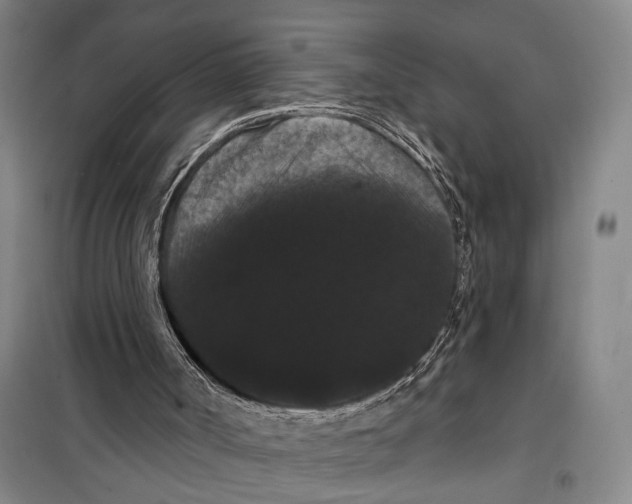 X0000099380002200806051132