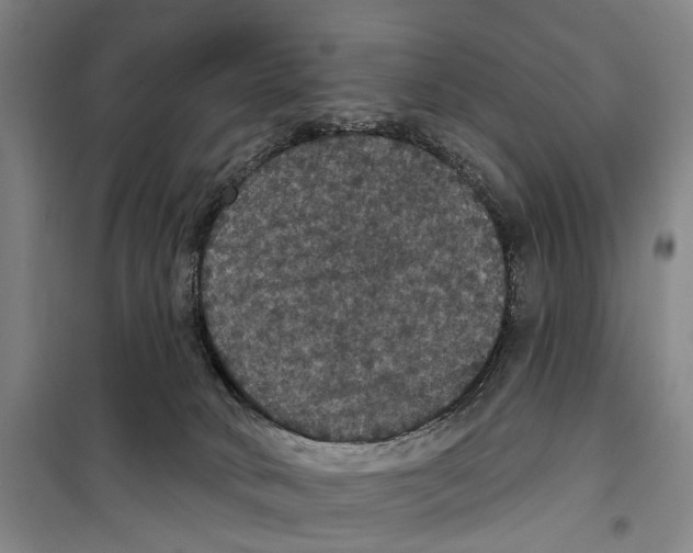 X0000099380034200806051131