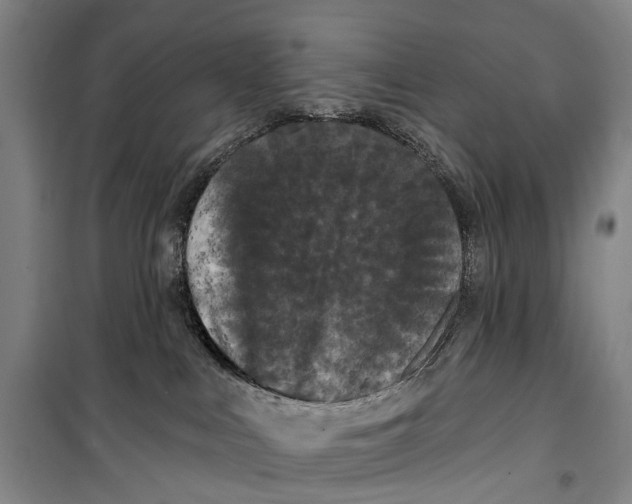 X0000099380043200806051131