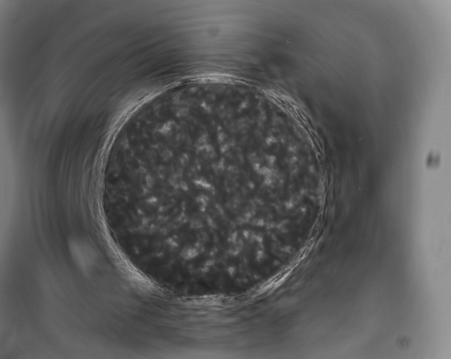 X0000099380049200806051130
