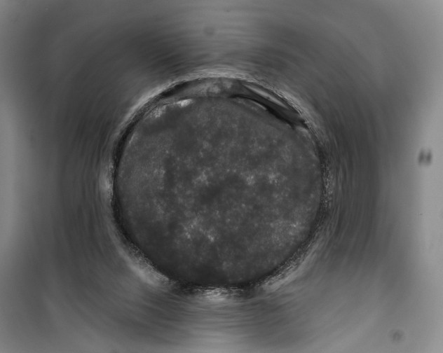 X0000099380064200806051130