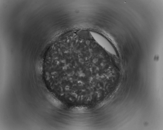 X0000099380065200806051130