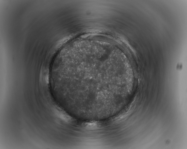 X0000099380068200806051130
