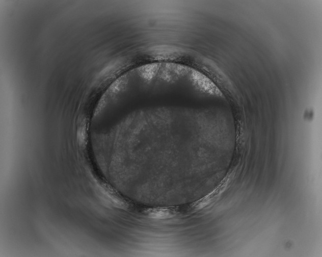 X0000099380074200806051131