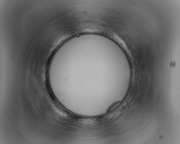 X0000099380106200806051130