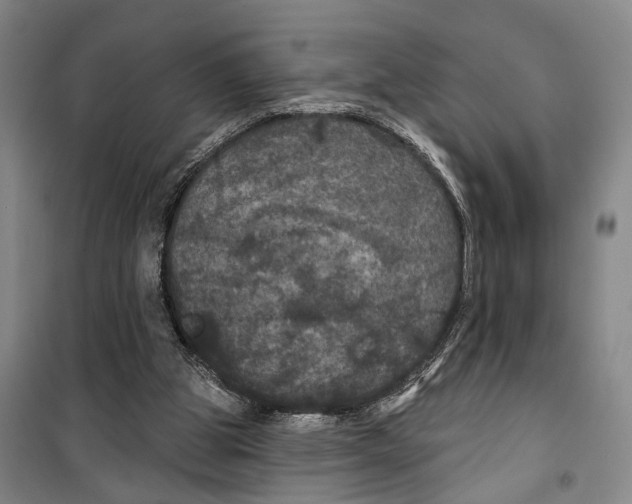 X0000099380153200806051129