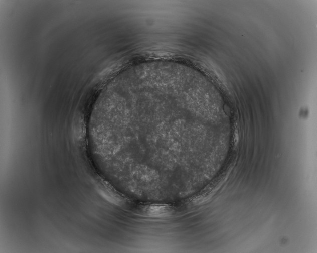 X0000099380173200806051129