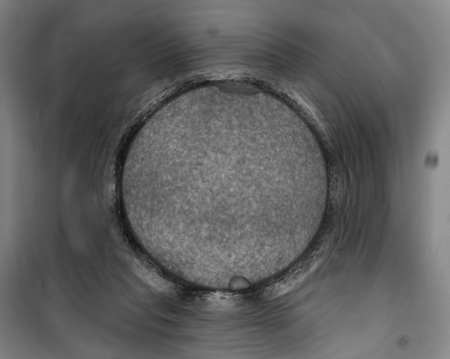 X0000099380261200806051128