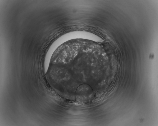 X0000099380270200806051128