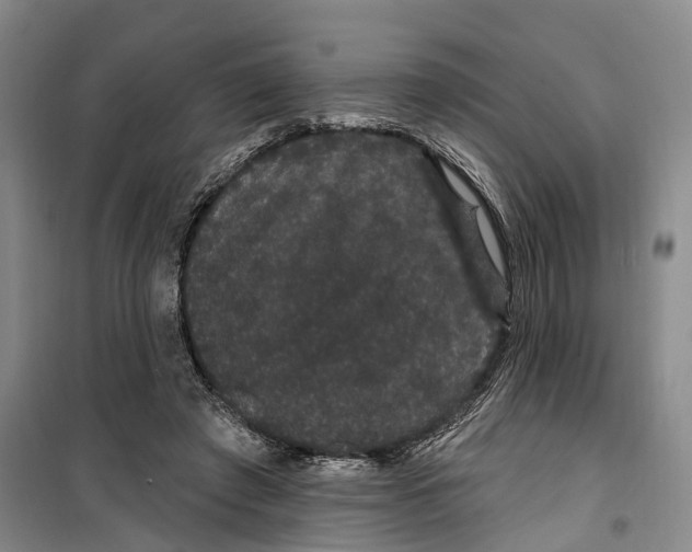 X0000099380401200806051126