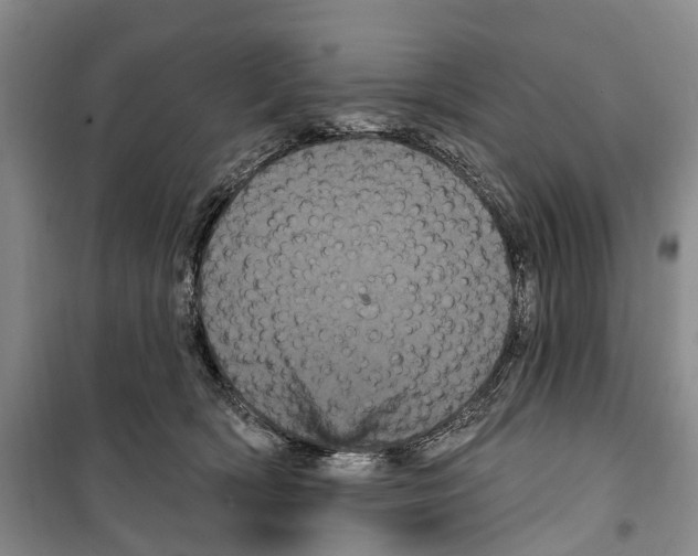 X0000099380418200806051126