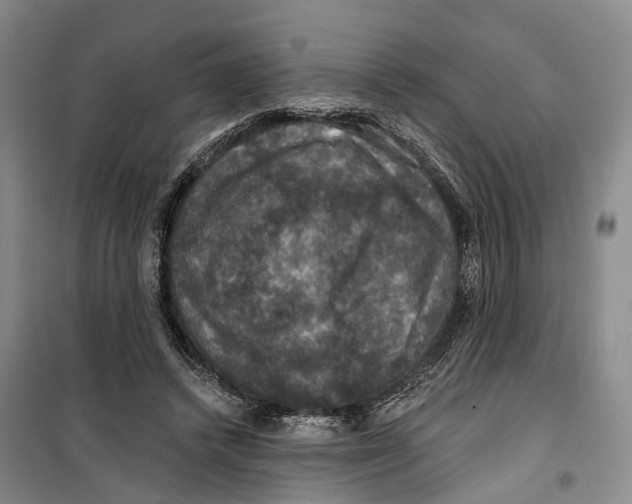 X0000099380448200806051125