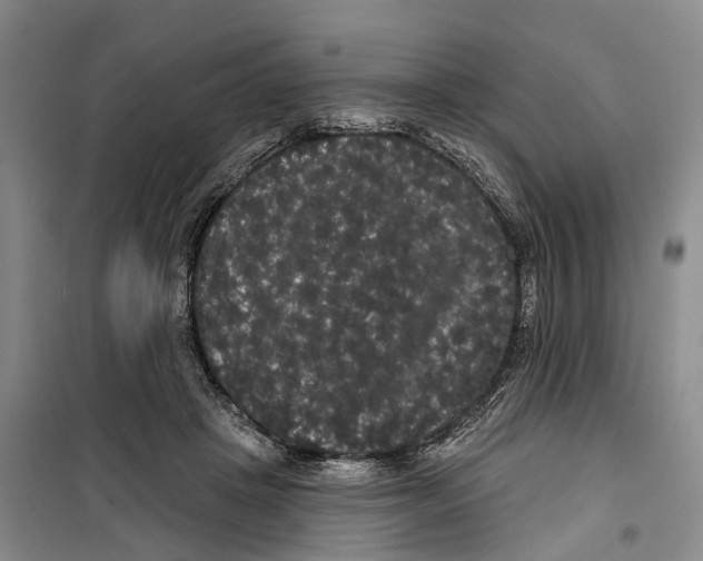 X0000099380457200806051125