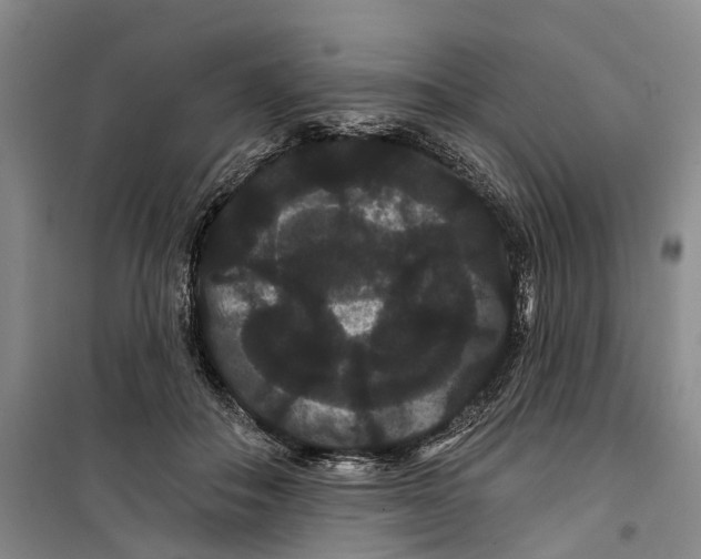 X0000099380506200806051124
