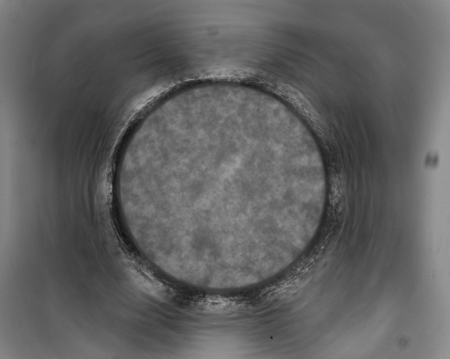 X0000099380632200806051121