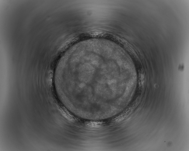 X0000099380664200806051122