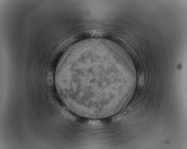 X0000099380666200806051122