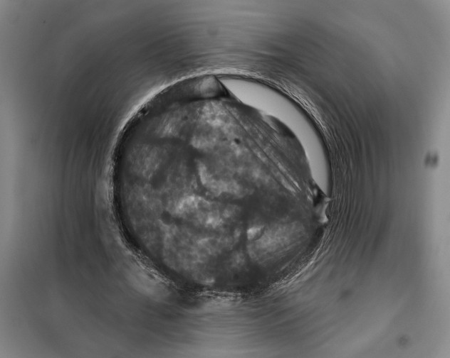 X0000099380676200806051121