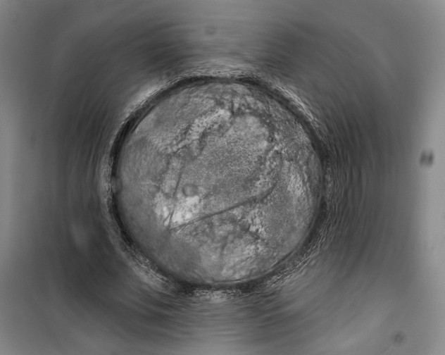 X0000099380679200806051121