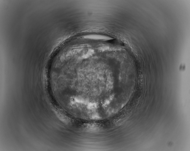 X0000099380688200806051121
