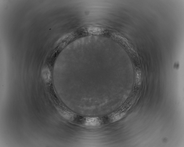 X0000099380705200806051121