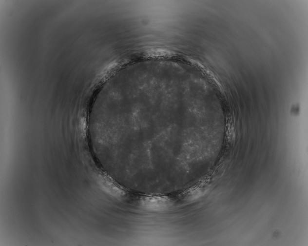 X0000099380716200806051121