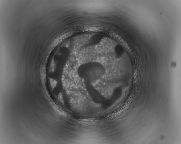 X0000099380725200806051120