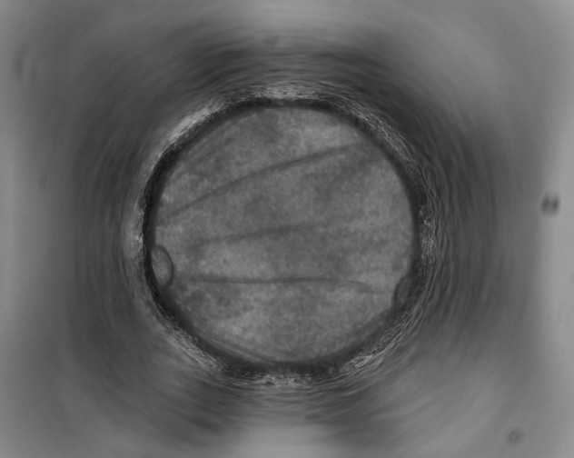 X0000099380727200806051120