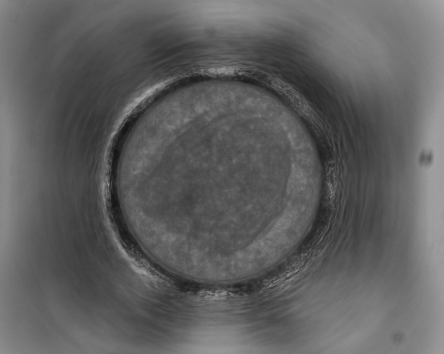 X0000099380728200806051120