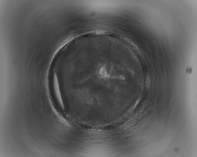 X0000099380730200806051120