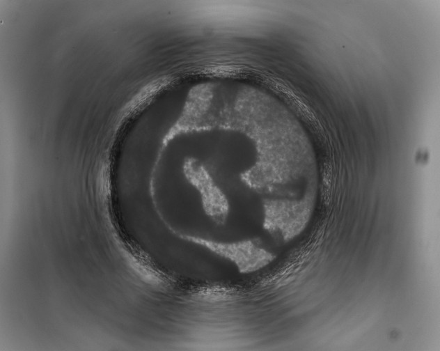 X0000099380734200806051120