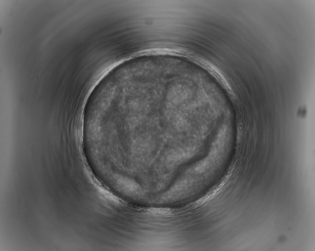 X0000099380844200806051119