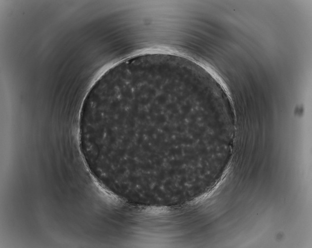X0000099380845200806051119